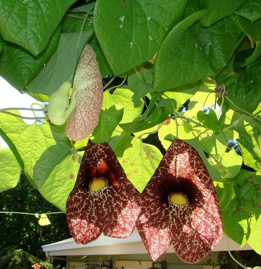 Dutchman's Pipe Flower